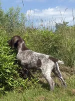 RONA & HERO PUPPY, a male German Shorthaired Pointer for sale in Equinunk, PA – 7 of 10