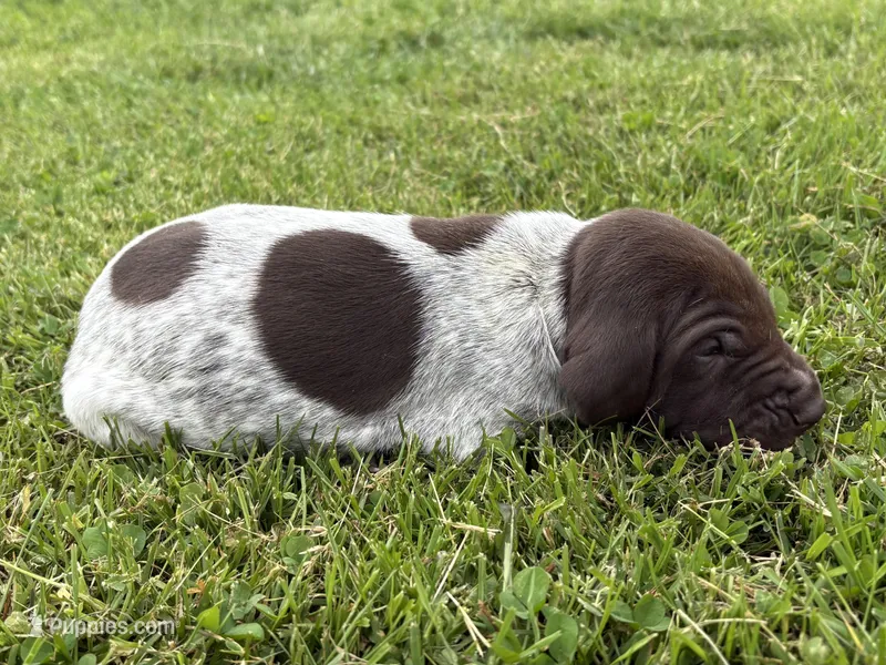 RONA & HERO PUPPY – German Shorthaired Pointer puppy for sale in Equinunk, PA