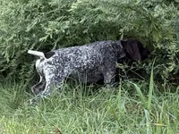 German Shorthaired Pointer Puppy - Lucy & Hero , a  German Shorthaired Pointer for sale in Equinunk, PA – 5 of 10