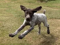 RONA & HERO PUPPY, a male German Shorthaired Pointer for sale in Equinunk, PA – 5 of 10