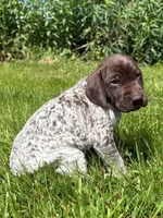 RONA & HERO PUPPY, a female German Shorthaired Pointer for sale in Equinunk, PA – 1 of 10