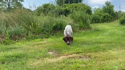 RONA & HERO PUPPY, a male German Shorthaired Pointer for sale in Equinunk, PA – 8 of 10