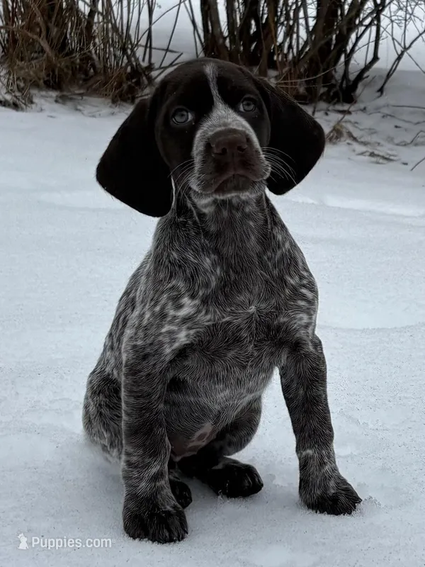 SOPHIA & BOONE GSP PUPPY