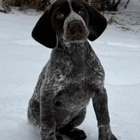 SOPHIA & BOONE GSP PUPPY, a female German Shorthaired Pointer for sale in Equinunk, PA – Photo 1 of 10