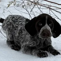 SOPHIA & BOONE GSP PUPPY, a female German Shorthaired Pointer for sale in Equinunk, PA – Photo 4 of 10