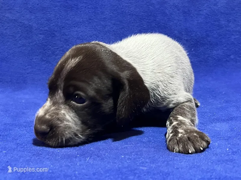 SOPHIA & BOONE GSP PUPPY