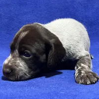 SOPHIA & BOONE GSP PUPPY, a female German Shorthaired Pointer for sale in Equinunk, PA – Photo 5 of 10
