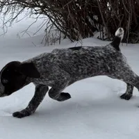 SOPHIA & BOONE GSP PUPPY, a female German Shorthaired Pointer for sale in Equinunk, PA – Photo 3 of 10