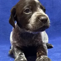 SOPHIA & BOONE GSP PUPPY, a female German Shorthaired Pointer for sale in Equinunk, PA – Photo 7 of 10