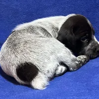 SOPHIA & BOONE GSP PUPPY, a female German Shorthaired Pointer for sale in Equinunk, PA – Photo 6 of 10