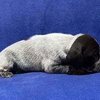 SOPHIA & BOONE GSP PUPPY, a female German Shorthaired Pointer for sale in Equinunk, PA – Photo 8 of 10