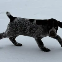 SOPHIA & BOONE GSP PUPPY, a female German Shorthaired Pointer for sale in Equinunk, PA – Photo 2 of 10
