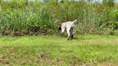 RONA & HERO PUPPY, a female German Shorthaired Pointer for sale in Equinunk, PA – 8 of 10