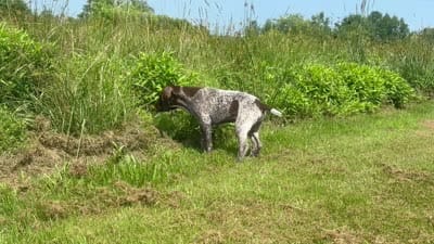 RONA & HERO PUPPY, a male German Shorthaired Pointer for sale in Equinunk, PA – 8 of 10