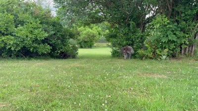RONA & HERO PUPPY, a male German Shorthaired Pointer for sale in Equinunk, PA – 4 of 10