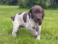RONA & HERO PUPPY, a male German Shorthaired Pointer for sale in Equinunk, PA – 1 of 10