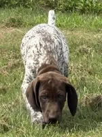 RONA & HERO PUPPY, a female German Shorthaired Pointer for sale in Equinunk, PA – 5 of 10