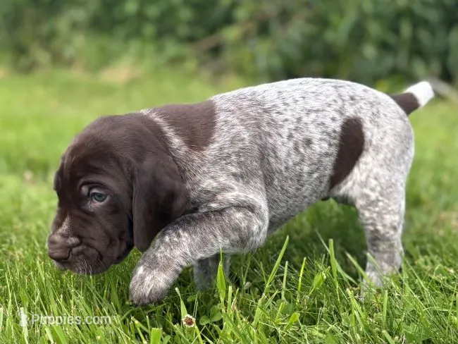 RONA & HERO PUPPY – German Shorthaired Pointer puppy for sale in Equinunk, PA