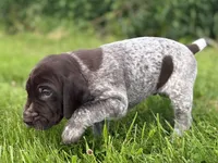 RONA & HERO PUPPY, a male German Shorthaired Pointer for sale in Equinunk, PA – 1 of 10