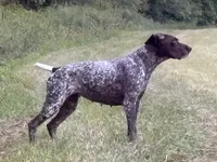 German Shorthaired Pointer Puppy - Lucy & Hero , a  German Shorthaired Pointer for sale in Equinunk, PA – 10 of 10