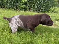 RONA & HERO PUPPY, a male German Shorthaired Pointer for sale in Equinunk, PA – 2 of 10