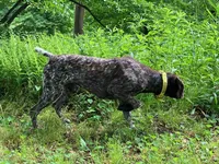 RONA & HERO PUPPY, a male German Shorthaired Pointer for sale in Equinunk, PA – 9 of 10
