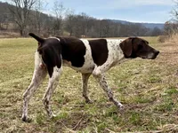 German Shorthaired Pointer Puppy - Lucy & Hero , a  German Shorthaired Pointer for sale in Equinunk, PA – 6 of 10