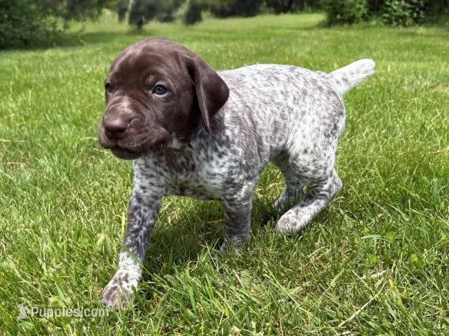 RONA & HERO PUPPY – German Shorthaired Pointer puppy for sale in Equinunk, PA