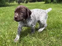 RONA & HERO PUPPY, a female German Shorthaired Pointer for sale in Equinunk, PA – 1 of 10