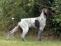 RONA & HERO PUPPY, a male German Shorthaired Pointer for sale in Equinunk, PA – 3 of 10