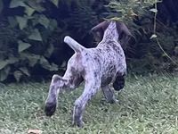 XENA & BRODY FEMALE GSP PUPPY, a female German Shorthaired Pointer for sale in Equinunk, PA – Photo 4 of 10