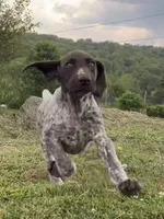 XENA & BRODY FEMALE GSP PUPPY, a female German Shorthaired Pointer for sale in Equinunk, PA – Photo 2 of 10