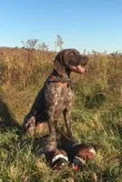 XENA & BRODY FEMALE GSP PUPPY, a female German Shorthaired Pointer for sale in Equinunk, PA – Photo 7 of 10