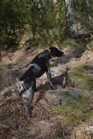 XENA & BRODY FEMALE GSP PUPPY, a female German Shorthaired Pointer for sale in Equinunk, PA – Photo 10 of 10