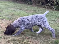 XENA & BRODY FEMALE GSP PUPPY, a female German Shorthaired Pointer for sale in Equinunk, PA – Photo 3 of 10