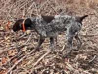 XENA & BRODY FEMALE GSP PUPPY, a female German Shorthaired Pointer for sale in Equinunk, PA – Photo 8 of 10