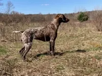 XENA & BRODY FEMALE GSP PUPPY, a female German Shorthaired Pointer for sale in Equinunk, PA – Photo 9 of 10