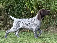 XENA & BRODY FEMALE GSP PUPPY, a female German Shorthaired Pointer for sale in Equinunk, PA – Photo 1 of 10