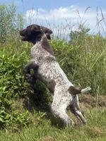 RONA & HERO PUPPY, a male German Shorthaired Pointer for sale in Equinunk, PA – 5 of 10