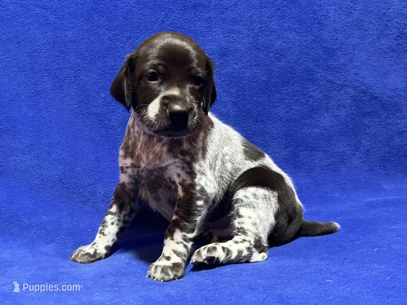 SOPHIA & BOONE GSP PUPPY