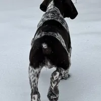 SOPHIA & BOONE GSP PUPPY, a female German Shorthaired Pointer for sale in Equinunk, PA – Photo 4 of 10
