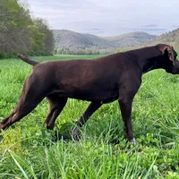 SOPHIA & BOONE GSP PUPPY, a female German Shorthaired Pointer for sale in Equinunk, PA – Photo 10 of 10