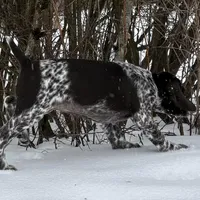 SOPHIA & BOONE GSP PUPPY, a female German Shorthaired Pointer for sale in Equinunk, PA – Photo 2 of 10