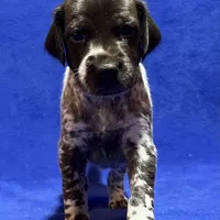 SOPHIA & BOONE GSP PUPPY, a female German Shorthaired Pointer for sale in Equinunk, PA – Photo 8 of 10