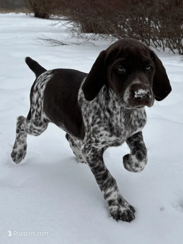 SOPHIA & BOONE GSP PUPPY
