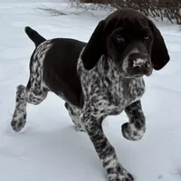 SOPHIA & BOONE GSP PUPPY, a female German Shorthaired Pointer for sale in Equinunk, PA – Photo 1 of 10