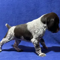 SOPHIA & BOONE GSP PUPPY, a female German Shorthaired Pointer for sale in Equinunk, PA – Photo 6 of 10