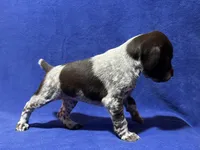 processed/6ed4dc9a-28f3-4b9d-83ac-f978b73d3fe9/listing/7db726bf-b6be-4307-8899-3db4a9ea82aa/b330bf0e-1f76-4f6a-9098-8f24ee3694ba