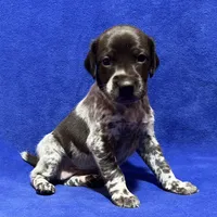 SOPHIA & BOONE GSP PUPPY, a female German Shorthaired Pointer for sale in Equinunk, PA – Photo 7 of 10