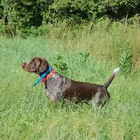 SOPHIA & BOONE GSP PUPPY, a female German Shorthaired Pointer for sale in Equinunk, PA – Photo 9 of 10